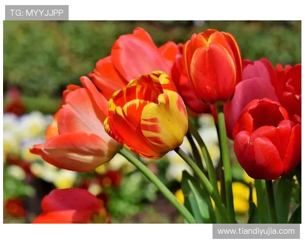 LNG战队在DOTA2比赛中的盯防策略分析与成败得失探讨 LNG战队在DOTA2比赛中的盯防策略分析与成败得失探讨